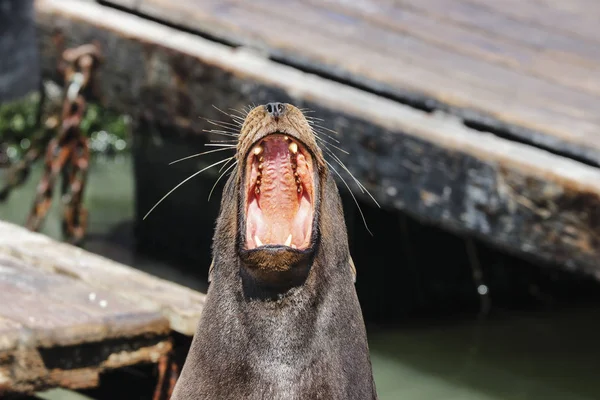 Sea Lion Yawns Mouth Wide Open Sea Lions San Francisco — Stock Photo, Image