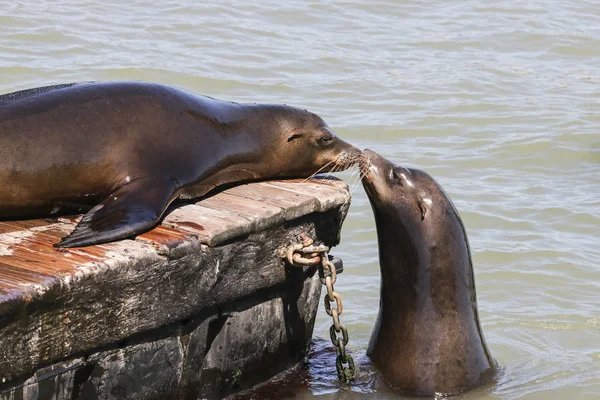 Twee Zeeleeuw Snuiven Elkaar Zeeleeuwen San Francisco Pier Fisherman Wharf — Stockfoto