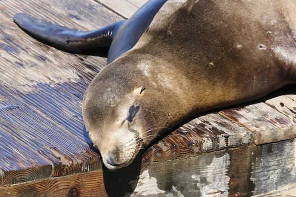 A sea lion lies lazily on a raft and bathes in the sun. Sea Lions at San Francisco Pier 39 Fisherman's Wharf has become a major tourist attraction. — Stock Image Sea Lion Lies Lazily Raft Bathes Sun Sea Lions San Royalty Free Stock Images