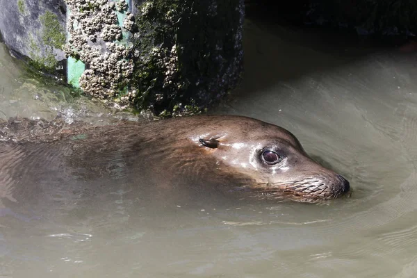 A sea lion looks curiously out of the water. Sea Lions at San Francisco Pier 39 Fisherman's Wharf has become a major tourist attraction. — Stock Image Sea Lion Looks Curiously Out Water Sea Lions San Francisco Stock Picture