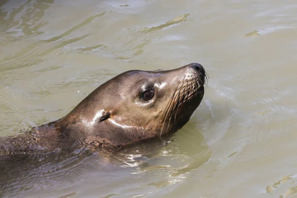 A sea lion swims past the pier and looks out of the water. Sea Lions at San Francisco Pier 39 Fisherman's Wharf has become a major tourist attraction. — Stock Image Sea Lion Swims Pier Looks Out Water Sea Lions San Stock Picture