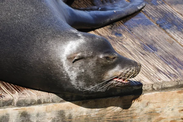 A sea lion lies lazily on a raft and bathes in the sun. Sea Lions at San Francisco Pier 39 Fisherman's Wharf has become a major tourist attraction. — Stock Image Sea Lion Lies Lazily Raft Bathes Sun Sea Lions San Stock Photo