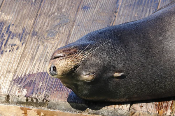 A sea lion lies lazily on a raft and bathes in the sun. Sea Lions at San Francisco Pier 39 Fisherman's Wharf has become a major tourist attraction. — Stock Image Sea Lion Lies Lazily Raft Bathes Sun Sea Lions San Stock Photo