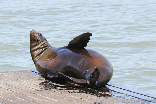 A sea lion lolls in the sun. Sea Lions at San Francisco Pier 39 Fisherman's Wharf has become a major tourist attraction. — Stock Image Sea Lion Lolls Sun Sea Lions San Francisco Pier Fisherman Stock Picture