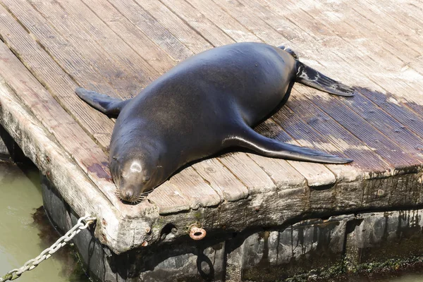 A sea lion lies lazily on a raft and bathes in the sun. Sea Lions at San Francisco Pier 39 Fisherman's Wharf has become a major tourist attraction. — Stock Image Sea Lion Lies Lazily Raft Bathes Sun Sea Lions San Stock Photo