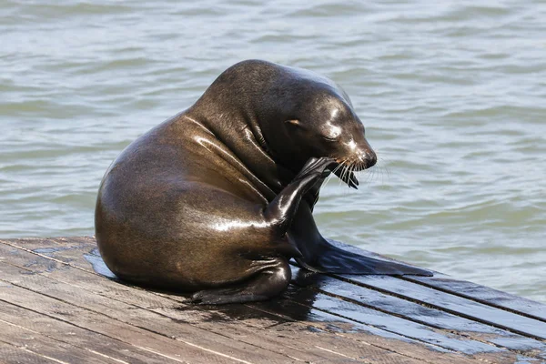 A sea lion is scratching its ear. Sea Lions at San Francisco Pier 39 Fisherman's Wharf has become a major tourist attraction. — Stock Image Sea Lion Scratching Its Ear Sea Lions San Francisco Pier Royalty Free Stock Images