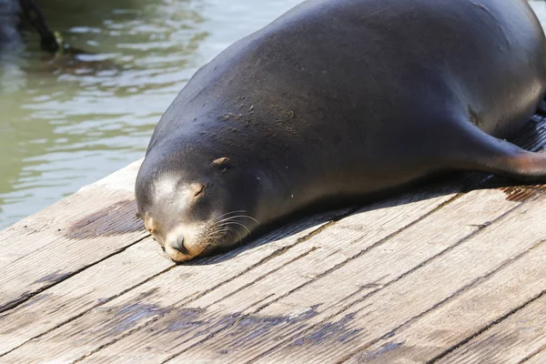 A sea lion lies lazily on a pontoon and enjoys the sunbeams. Sea Lions at San Francisco Pier 39 Fisherman's Wharf has become a major tourist attraction. — Stock Image Sea Lion Lies Lazily Pontoon Enjoys Sunbeams Sea Lions San Stock Image