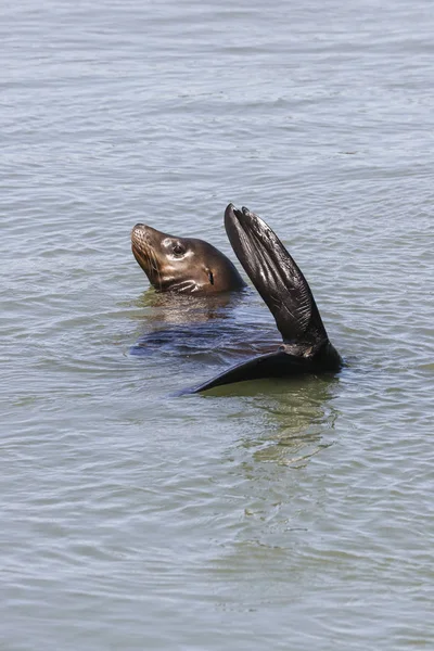 A sea lion floats in the water. Sea Lions at San Francisco Pier 39 Fisherman's Wharf has become a major tourist attraction. — Stock Image Sea Lion Floats Water Sea Lions San Francisco Pier Fisherman Stock Picture