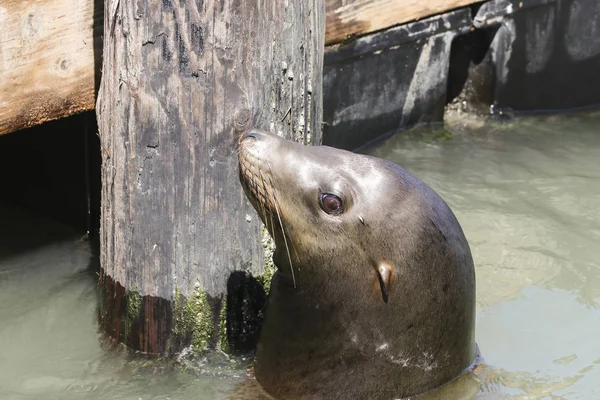 A sea lion swims past the pier and looks out of the water. Sea Lions at San Francisco Pier 39 Fisherman's Wharf has become a major tourist attraction. — Stock Image Sea Lion Swims Pier Looks Out Water Sea Lions San Stock Image