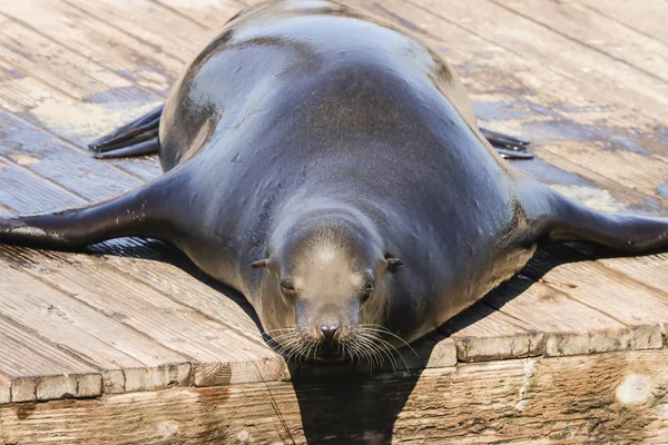A sea lion lies lazily on a pontoon and enjoys the sunbeams. Sea Lions at San Francisco Pier 39 Fisherman's Wharf has become a major tourist attraction. — Stock Image Sea Lion Lies Lazily Pontoon Enjoys Sunbeams Sea Lions San Royalty Free Stock Images
