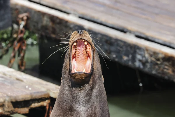 A sea lion yawns with mouth wide open. Sea Lions at San Francisco Pier 39 Fisherman's Wharf has become a major tourist attraction. — Stock Image Sea Lion Yawns Mouth Wide Open Sea Lions San Francisco Royalty Free Stock Photos