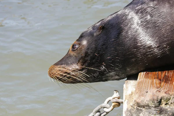A sea lion is interested in looking down from a pontoon into the water. Sea Lions at San Francisco Pier 39 Fisherman's Wharf has become a major tourist attraction. — Stock Image Sea Lion Interested Looking Pontoon Water Sea Lions San Francisco Stock Image