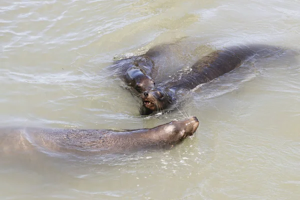 Three sea lion swimming around in the sea. Sea Lions at San Francisco Pier 39 Fisherman's Wharf has become a major tourist attraction. — Stock Image Three Sea Lion Swimming Sea Sea Lions San Francisco Pier Royalty Free Stock Images