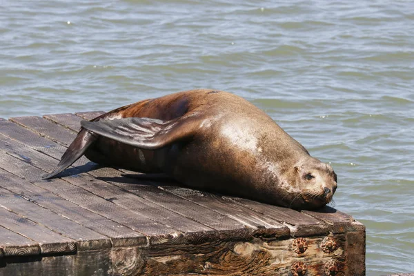 A sea lion lies lazily on a raft and bathes in the sun. Sea Lions at San Francisco Pier 39 Fisherman's Wharf has become a major tourist attraction. — Stock Image Sea Lion Lies Lazily Raft Bathes Sun Sea Lions San Royalty Free Stock Photos
