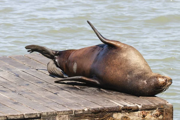 A sea lion lies lazily on a raft and bathes in the sun. Sea Lions at San Francisco Pier 39 Fisherman's Wharf has become a major tourist attraction. — Stock Image Sea Lion Lies Lazily Raft Bathes Sun Sea Lions San Royalty Free Stock Photos