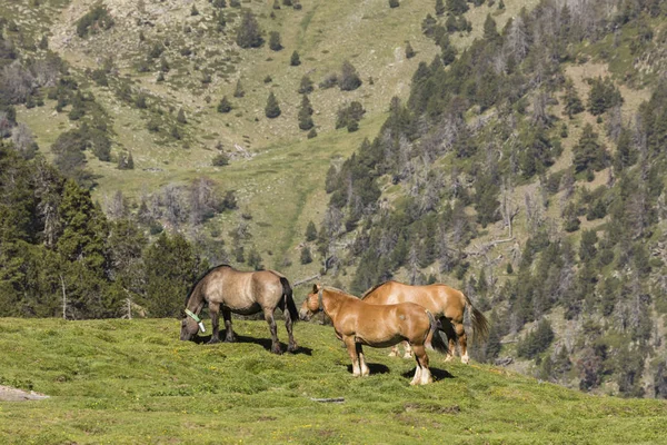 Cavalos Pastam Pasto Nos Pirinéus Andorra — Fotografia de Stock