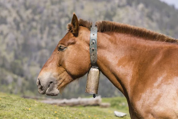 Primo Piano Cavallo Con Una Campana Collo Nei Pirenei Andorra — Foto Stock