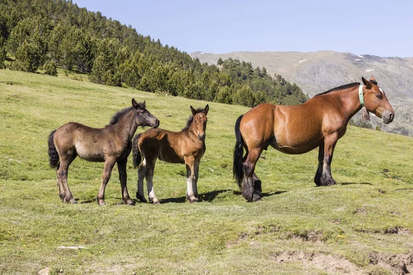 Üç at Andorra Pyrenees çayır üzerinde duruyorsun