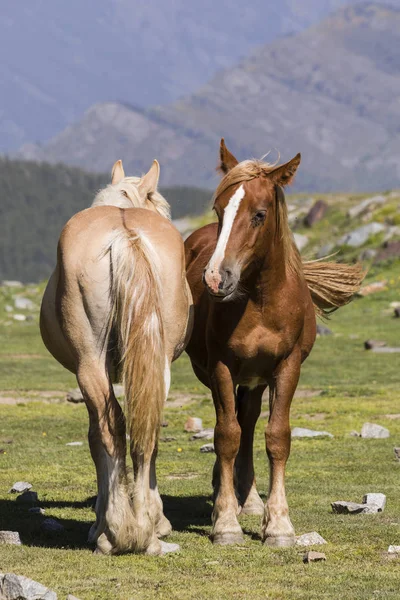 Due Cavalli Trovano Uno Accanto All Altro Prato Nei Pirenei — Foto Stock