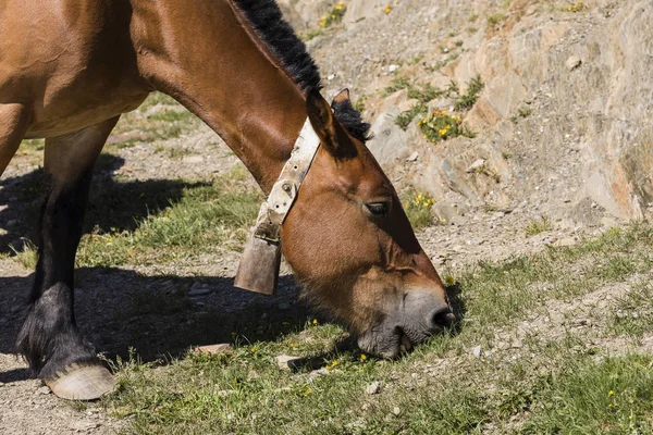 Primo Piano Cavallo Nei Pirenei Andorra Che Porta Una Campana — Foto Stock