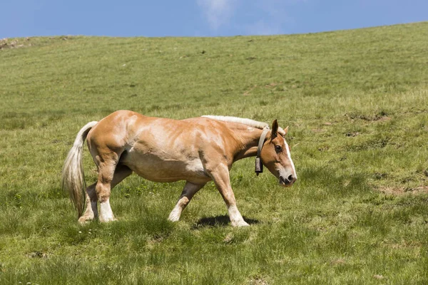 Cheval Avec Une Cloche Autour Cou Traverse Une Prairie Dans — Photo