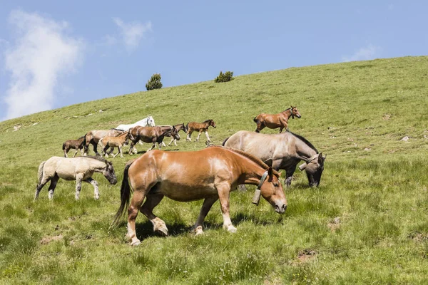 Коні Пастися Пасовищі Піренеях Андорри — стокове фото