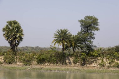 Riverside Bangladeş tropik bitki örtüsü ile manzara
