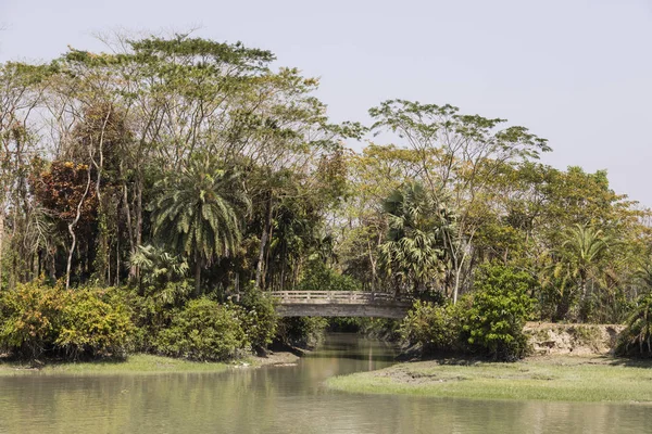 Paisagem Com Vegetação Tropical Com Uma Ponte Beira Rio Bangladesh — Fotografia de Stock