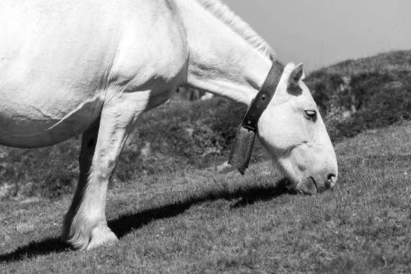 Крупним Планом Коня Піренеях Андорри Перевозять Белл Шиї Їдять Траву — стокове фото