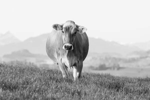 Young Cow Breed Swiss Brown Cattle Stands Spring Morning Meadow — Stock Photo, Image