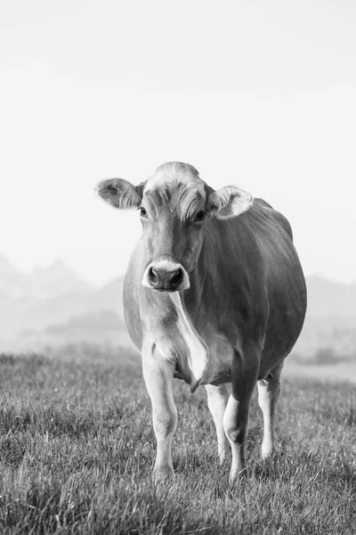 Swiss Brown Cattle Stands Spring Morning Meadow Foothills Switzerland — Stock Photo, Image