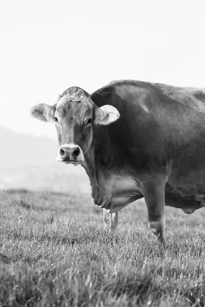 Une Grande Belle Vache Âgée Race Swiss Brown Cattle Tient — Photo