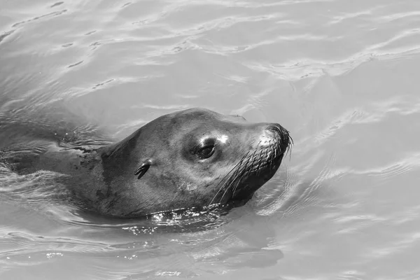 A sea lion swims past the pier and looks out of the water. Sea Lions at San Francisco Pier 39 Fisherman's Wharf has become a major tourist attraction. — Stock Image Sea Lion Swims Pier Looks Out Water Sea Lions San Stock Picture