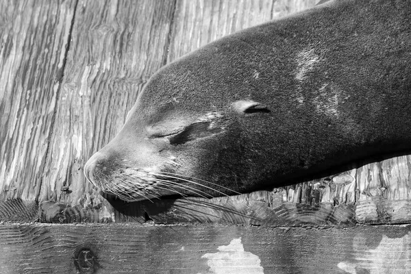A sea lion lies lazily on a raft and bathes in the sun. Sea Lions at San Francisco Pier 39 Fisherman's Wharf has become a major tourist attraction. — Stock Image Sea Lion Lies Lazily Raft Bathes Sun Sea Lions San Stock Image