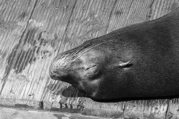 A sea lion lies lazily on a raft and bathes in the sun. Sea Lions at San Francisco Pier 39 Fisherman's Wharf has become a major tourist attraction. — Stock Image Sea Lion Lies Lazily Raft Bathes Sun Sea Lions San Stock Image