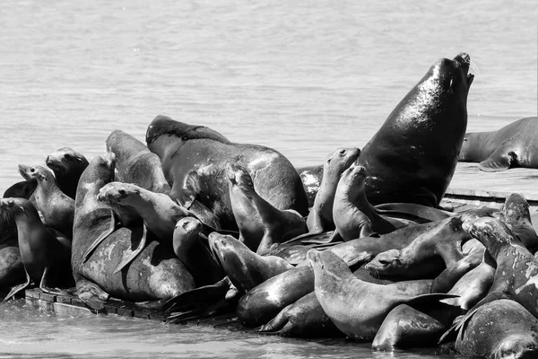 Many sea lions lie on a raft and bathe in the sun. Sea Lions at San Francisco Pier 39 Fisherman's Wharf has become a major tourist attraction. — Stock Image Many Sea Lions Lie Raft Bathe Sun Sea Lions San Royalty Free Stock Photos
