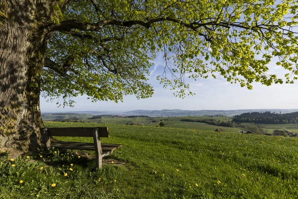 Vecchio Albero Con Panca Legno Sorge Una Collina Una Splendida — Foto Stock