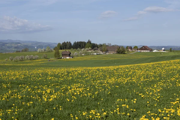 Fazenda Centro Suíça Dia Ensolarado Primavera Perto Nottwil Primeiro Plano — Fotografia de Stock