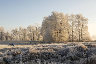 Ağaçları ile in Rime'ı bir buz sıcak sabah ışık soğuk kış sabahı gündoğumu Orta İsviçre