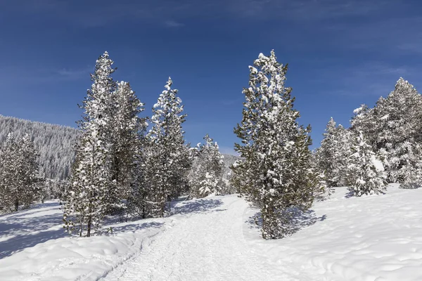 Sentier Randonnée Hivernale Langis Traverse Paysage Frais Enneigé Suisse — Photo