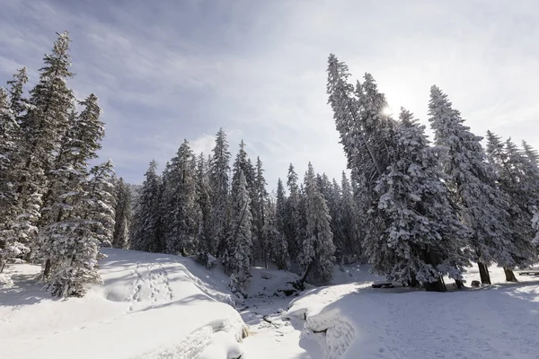 Заморожені Крик Snowy Ялинки Красивому Зимовий День Швейцарії — стокове фото