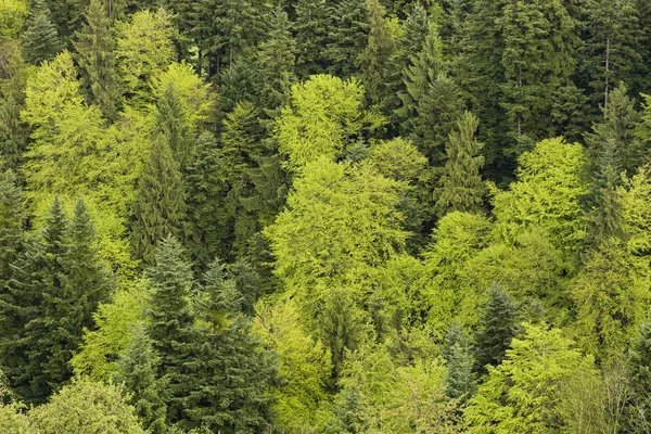 Fir trees and deciduous trees in lush greenery on a spring day in Switzerland
