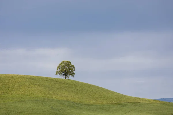 Jedno Drzewo Liściaste Wzgórzu Dzień Wiosny Szwajcarii — Zdjęcie stockowe