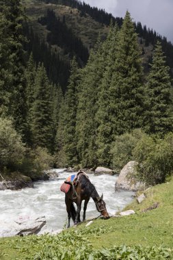 Sırasında bir ara vadinin Alty-Arashan içinde eyerlenmiş at grazes