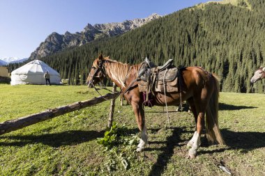 Altun-Arashan, Kırgızistan, 14 Ağustos 2018: Eyerlenmiş atlar içinde Vadisi altun-Arashan Kırgızistan'daki sabah kalkış için bekliyor