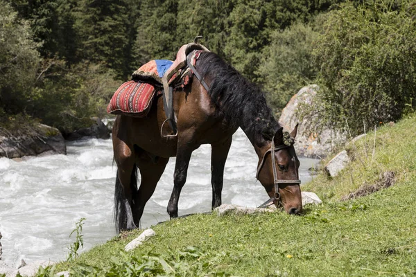 Sırasında bir ara vadinin Alty-Arashan içinde eyerlenmiş at grazes