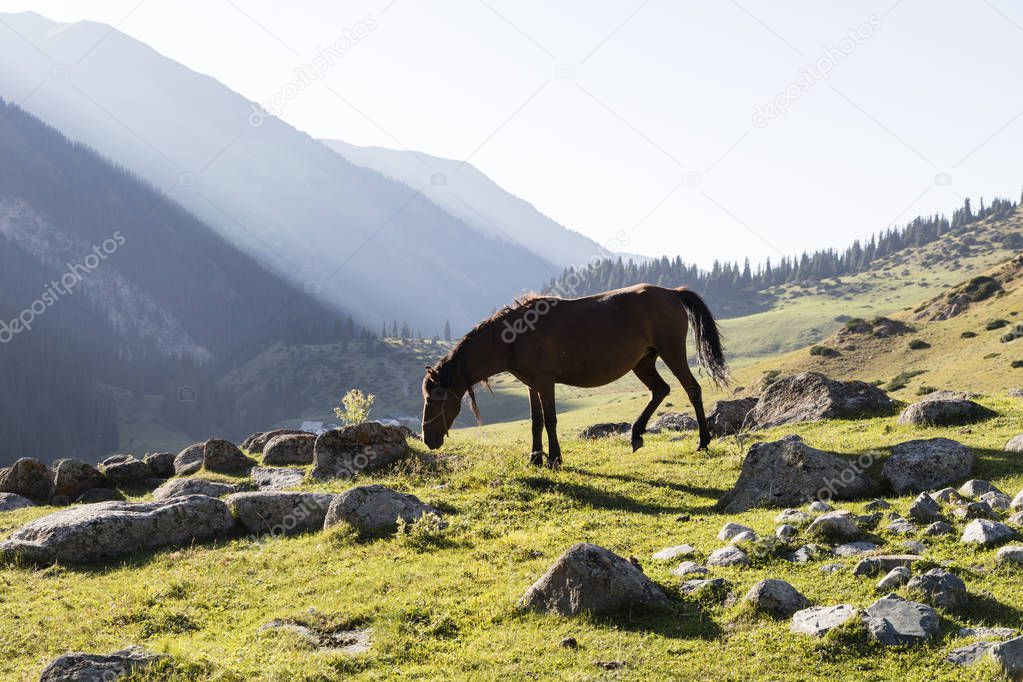 Valley of Altyn-Arashan in the late afternoon with the last sunbeams and a horse in the foreground in Kyrgyzstan