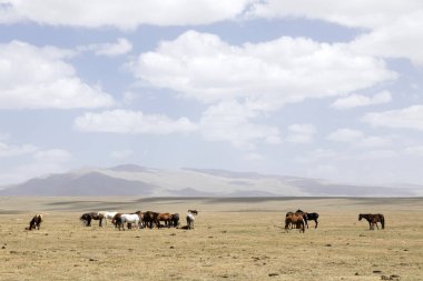 Bir sürü şarkı Kul Gölü Kırgızistan'atların