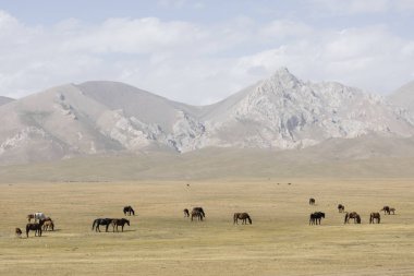At sürüsü huzur içinde bozkır şarkı Kul Gölü Kırgızistan'ın grazes.