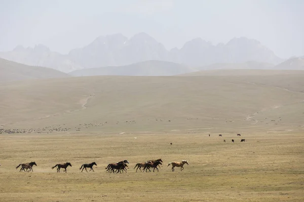 Troupeau Chevaux Galope Travers Steppe Lac Song Kul Kirghizistan — Photo